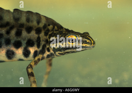 Tritone comune (Lissotriton vulgaris, precedentemente Triturus vulgaris) maschio, captive Foto Stock