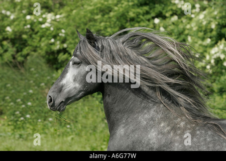 Andalusa di Cavallo Spagnolo Foto Stock