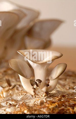 Oyster (funghi pleurotus) coltivate su paglia ecologico Foto Stock