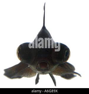 Cinese telescopio di Moro goldfish, carpa comune, black moor, broadtail moor, globo oculare, demekin (Carassius auratus), ritratto Foto Stock