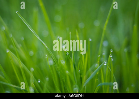 Gocce di rugiada sull'erba Foto Stock
