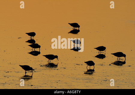 Dunlin (Calidris alpina), la sera presso la spiaggia, Regno Unito, Inghilterra, Norfolk Foto Stock