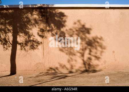 Un'ombra di un albero in Taourirt Kasbah di Ouarzazate, Marocco Foto Stock