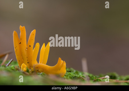 Jelly corna fungo (Calocera viscosa) Foto Stock