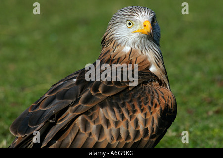 Aquilone rosso - ritratto (Milvus milvus) Foto Stock