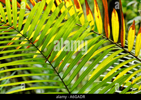 Le foglie di una palma nella foresta pluviale, rara avis, Costa Rica Foto Stock