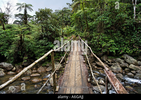 Ponte sul fiume nella foresta pluviale, Rio Atelopus, rara avis, Las Horquetas, Costa Rica Foto Stock