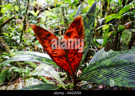 Il vetro macchiato Palm (Geonoma epetiolata) nella foresta pluviale, rara avis, Costa Rica Foto Stock