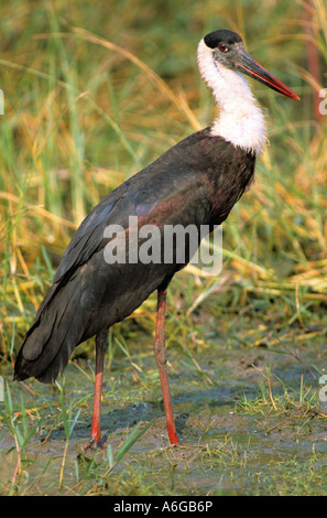 Lanosi colli (Stork Ciconia episcopus), in marsh meadow, India, Keoladeo Ghana NP Foto Stock