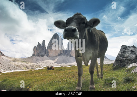 Gli animali domestici della specie bovina (Bos primigenius f. taurus), mucca su alp di fronte Tre Cime di Lavaredo, Italia, Dolomiti di Sesto Foto Stock