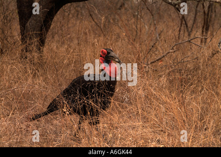 Massa meridionale hornbill Bucorvus femmina leadbeateri mangiare lizard Fotografato nel parco nazionale Kruger Sud Africa Foto Stock