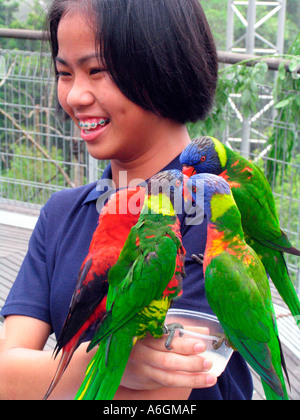 Felice giovane visitatore alimenta parrocchetti Jurong Bird Park Lory Loft Singapore Foto Stock