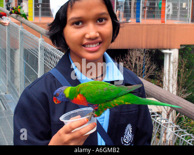 Giovane visitatore lorikeet feed Jurong Bird Park Lory Loft Singapore Foto Stock