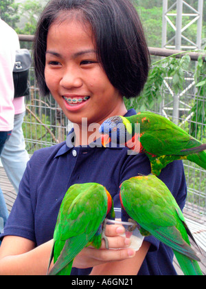 Giovane visitatore alimenta parrocchetti Jurong Bird Park Lory Loft Singapore Foto Stock