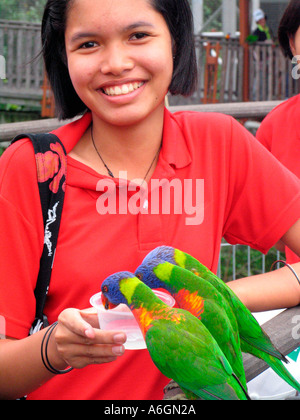 Giovane visitatore alimenta parrocchetti Jurong Bird Park Lory Loft Singapore Foto Stock