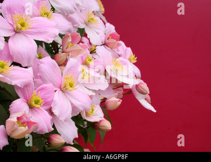 Blooming Clematis Montana Rubens Foto Stock