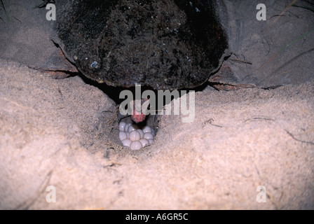 Tartaruga Caretta Nesting di notte la deposizione di uova Foto Stock