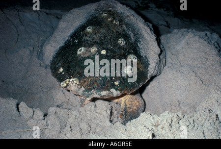 Tartaruga Caretta Nesting di notte Canaveral National Seashore Florida Foto Stock