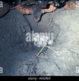 Per Tartarughe Marine deposita le uova sulla spiaggia della Florida la deposizione di uova Foto Stock