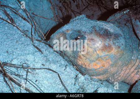 Tartarughe Marine sulla nidificazione Beach strappo in testa occhio Closeup Foto Stock