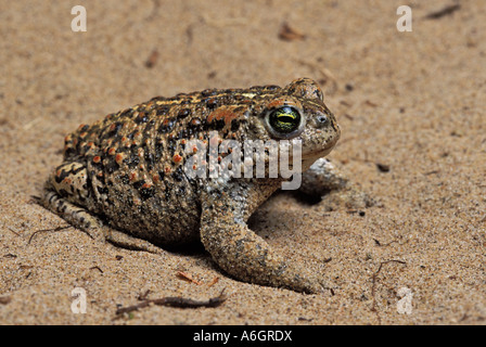 Natterjack Toad Bufo calamita Ainsdale Lancashire Inghilterra Foto Stock