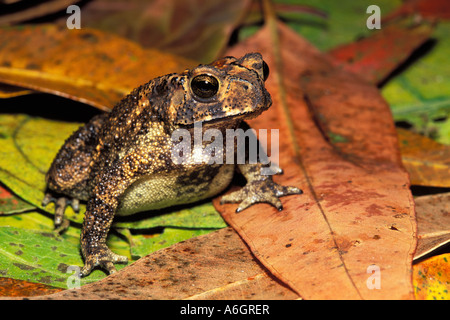 Nero spined Toad Bufo melanostictus Hunas Falls Sri Lanka Foto Stock