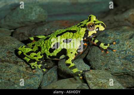 Oriental fire panciuto toad Bombina orientalis Sud Est asiatico Foto Stock