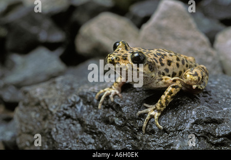 Ostetrica maiorchino toad Alytes muletensis Maiorca Isole Baleari Spagna Foto Stock
