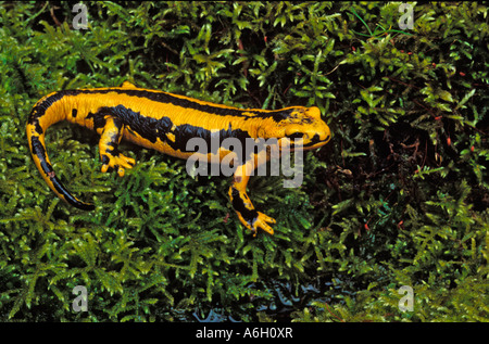 Pirenei Salamandra pezzata, Francia Foto Stock