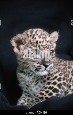 Il persiano leopard cub Foto Stock