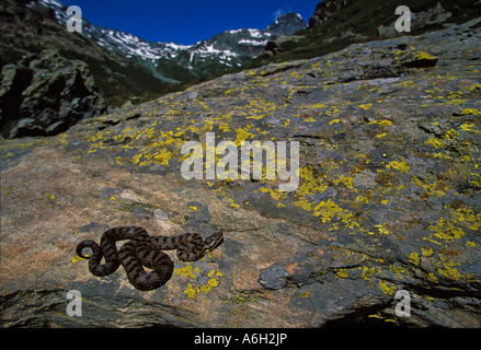 Vipera comune Vipera aspis Parco Nazionale Gran Paradiso Alpi Italiane Foto Stock