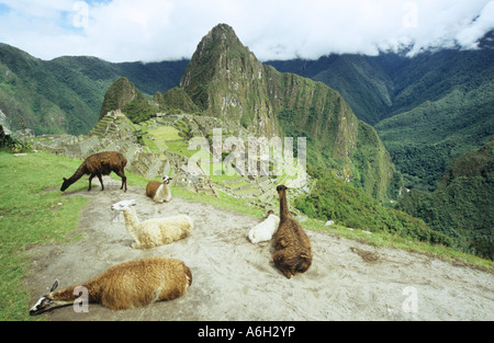 Llama a Machu Picchu Foto Stock