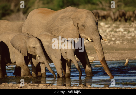 Gli elefanti africani bere da waterhole Foto Stock