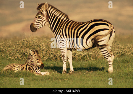 Zebra di Burchells Foto Stock