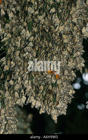 Farfalla monarca in motivi di svernamento - Danaus plexippus - Michoacan Messico Foto Stock