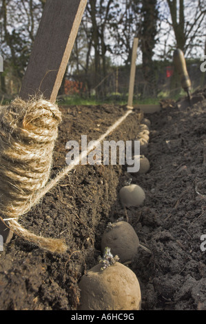 Appena piantato tuberi seme di patate in trincea pronti per la copertura con il terreno Foto Stock