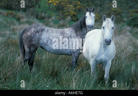 2 cavalli graziosi, uno Grigio screziato, uno bianco, allentamento nella campagna irlandese Foto Stock