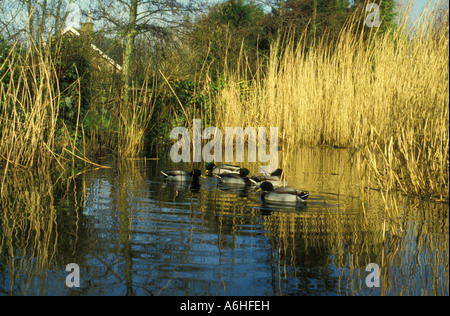 Le anatre bastarde swmming tra ance, Afton Riserva Naturale, IOW Foto Stock