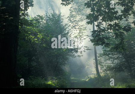 Fasci di luce del sole proveniente attraverso gli alberi Foto Stock