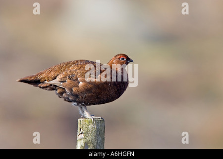 Red Grouse Lagopus lagopus sat sul palo da recinzione con bella fuori fuoco heather moorland background derbyshire Foto Stock