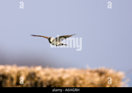 Allodola Alauda (arvense) in volo cantando ashwell hertfordshire Foto Stock