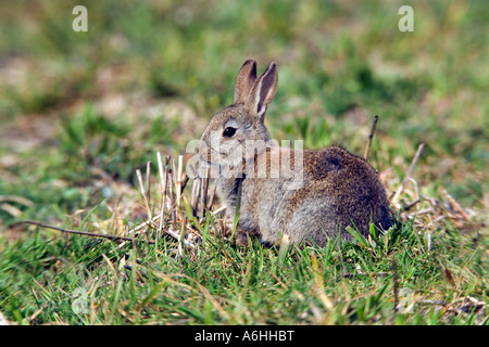Coniglio giovane oryctolagus cuniculus sat nel campo cerca avviso con le orecchie fino therfield hertfordshire Foto Stock