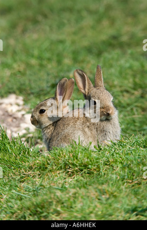 Conigli giovani oryctolagus cuniculus sat sull'erba cercando alert therfield hertfordshire Foto Stock