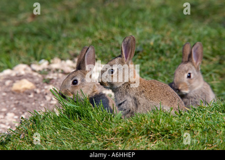 Conigli giovani oryctolagus cuniculus sat sull'erba cercando alert therfield hertfordshire Foto Stock