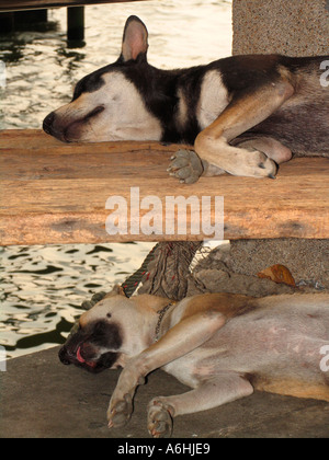 Due cani sleeping molo centrale sul Fiume Chao Phraya Saphan Thaksin Bangkok in Thailandia Foto Stock