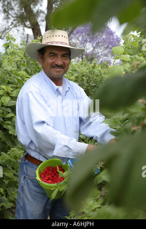 Lavoratore di bacche di prelievo in Messico Foto Stock