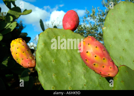 Ficodindia tree frutti dell'isola di Mallorca Spagna Foto Stock