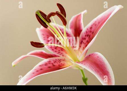 Una rosa e giglio bianco. Foto Stock