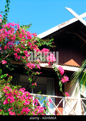 Holiday bungalow camere con bougainvillaea Cherating Malaysia Foto Stock