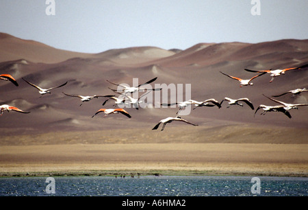 Fenicotteri rosa volano.Paracas Riserva nazionale.Unesco World Heritage Site.ica Department.Perù Foto Stock